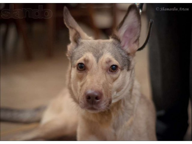 Стерелизованная девочка Милка в городе Оренбург, фото 3, Собаки
