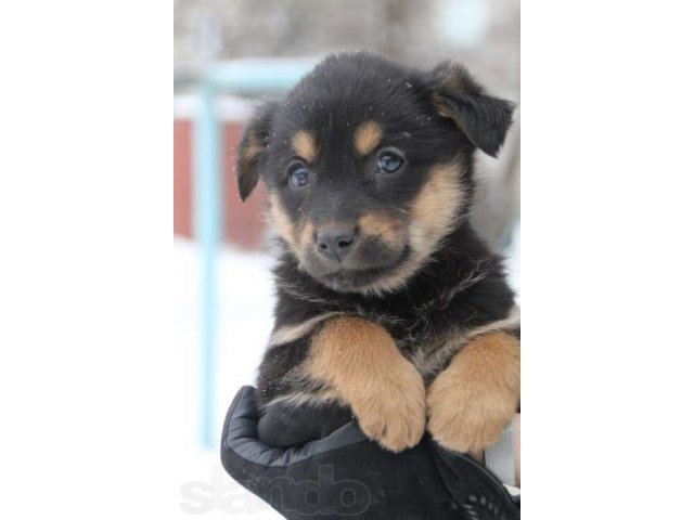 Авито Нижний Новгород Бесплатно Купить