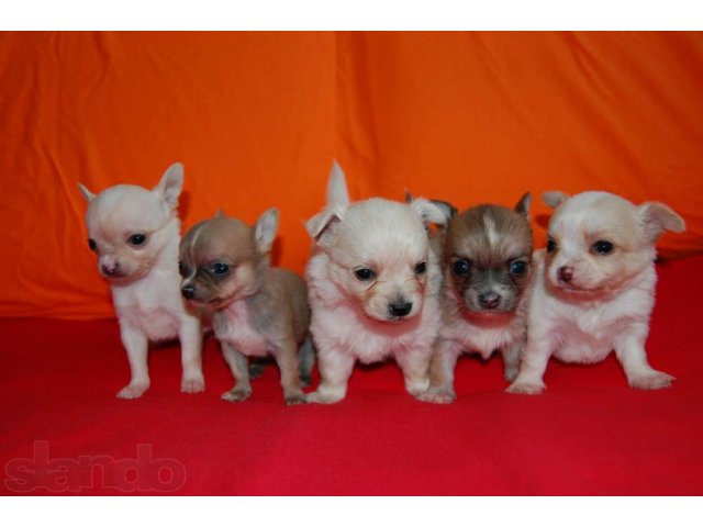 Купить Мини Чихуа В Ростовской Обл