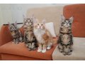 Резервируются красивые крупные котята мейн-кун в городе Таганрог, фото 1, Ростовская область