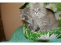 Милые котяшки-очаровашки в городе Киров, фото 1, Кировская область