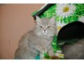 Милые котяшки-очаровашки в городе Киров, фото 2, стоимость: 7 000 руб.