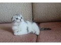 Котятки -прелесть! в городе Томск, фото 1, Томская область
