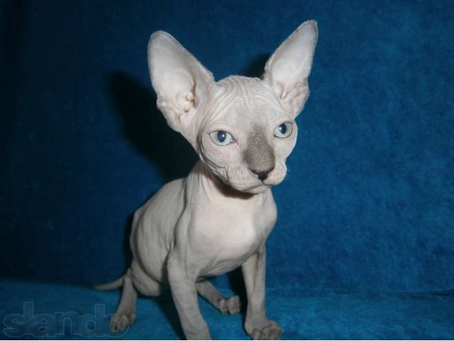 Канадики в городе Старый Оскол, фото 4, стоимость: 10 000 руб.