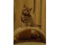 британский котенок в городе Черкесск, фото 1, Карачаево-Черкесия