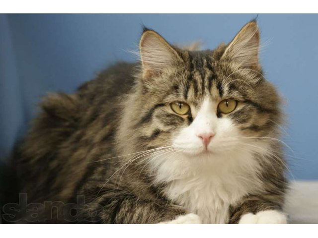 Пушистые коты в городе Тюмень, фото 2, стоимость: 300 руб.