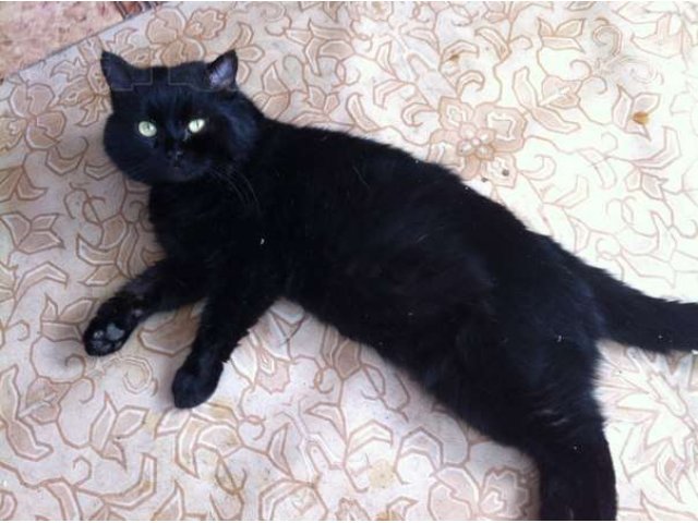 Пушистые коты в городе Тюмень, фото 3, Кошки