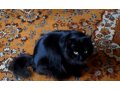 Кошка Буся ищет заботливых хозяев в городе Чита, фото 1, Забайкальский край