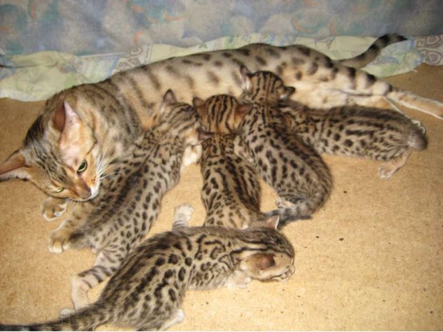 Бенгальские котята в городе Альметьевск, фото 1, стоимость: 20 000 руб.