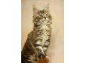 продаю котят породы мейн-кун в городе Екатеринбург, фото 1, Свердловская область
