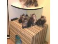 Продам котят курильского бобтейла в городе Красноярск, фото 2, стоимость: 15 000 руб.