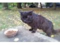 Черный котик ждет хозяина в городе Ставрополь, фото 1, Ставропольский край