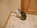 Скромная хорошая кошка ждет хозяев в городе Мончегорск, фото 1, Мурманская область