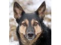 Келли Лик – собака с большим интеллектом! в городе Голицыно, фото 1, Московская область