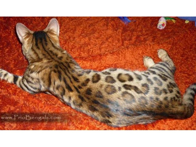 Питомник предлагает бенгальских котят Майкоп в городе Краснодар, фото 2, стоимость: 30 000 руб.