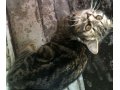 Игривый, молодой котик ищет любимого хозяина! в городе Набережные Челны, фото 1, Татарстан