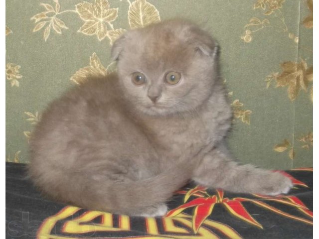 Лиловый вислоухий котенок в городе Кострома, фото 1, Кошки