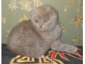 Лиловый вислоухий котенок в городе Кострома, фото 1, Костромская область