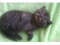 Продаём клубных британских котят ! в городе Набережные Челны, фото 2, стоимость: 5 500 руб.
