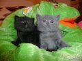 Продаём клубных британских котят ! в городе Набережные Челны, фото 3, Кошки