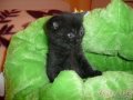 Продаём клубных британских котят ! в городе Набережные Челны, фото 5, стоимость: 5 500 руб.