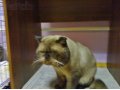 Продаю Британских и Шатландских котят в городе Махачкала, фото 3, Кошки