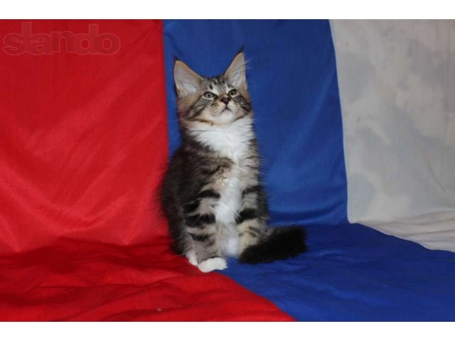 Котята Мейн Кун Купить В Туле