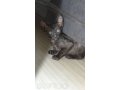 Продаются котятя корниш-рекс в городе Екатеринбург, фото 1, Свердловская область