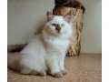 Британские длинношерстные котята п-ка Ilmenit в городе Екатеринбург, фото 1, Свердловская область