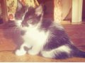 Отдам 4-х котят, 1- 1,5 месяца. в городе Чита, фото 1, Забайкальский край
