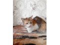 Стерилизованная кошка ищет дом в городе Набережные Челны, фото 1, Татарстан