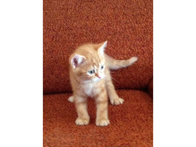 Продается шикарный британский котенок, окрас- красный мрамор, с докум. в городе Сургут, фото 1, стоимость: 10 000 руб.