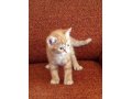 Продается шикарный британский котенок, окрас- красный мрамор, с докум. в городе Сургут, фото 1, Ханты-Мансийский автономный округ
