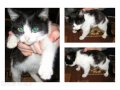 Чёрно-белый котёнок в хорошие руки, девочка в городе Курск, фото 1, Курская область