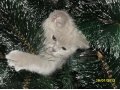 Продам Британских плюшевых котят в городе Сатка, фото 1, Челябинская область