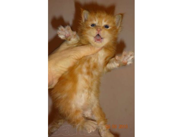 Котята мейнкуна, от чемпионов породы,дед Чемпион Мира в городе Темрюк, фото 1, Кошки
