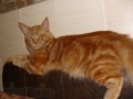 Котята мейнкуна, от чемпионов породы,дед Чемпион Мира в городе Темрюк, фото 3, Кошки