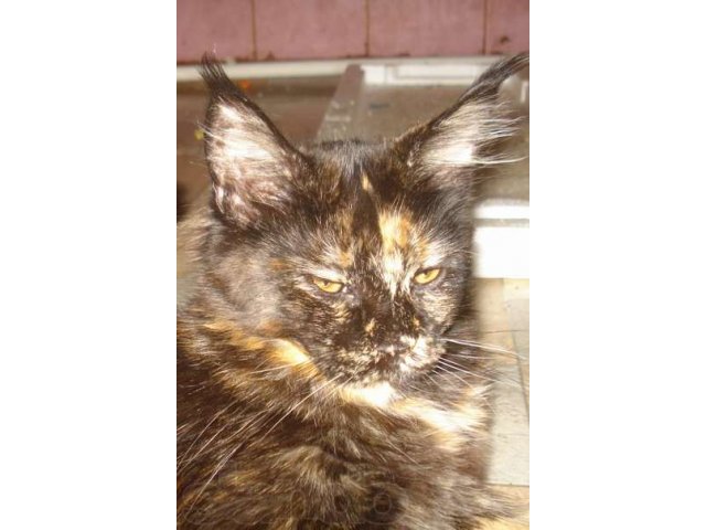 Котята мейн-куна от чемпионов породы,питомник azov star cat в городе Темрюк, фото 1, Кошки