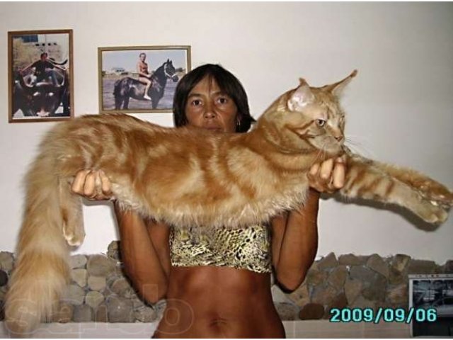 Котята мейн-куна от чемпионов породы,питомник azov star cat в городе Темрюк, фото 4, Кошки