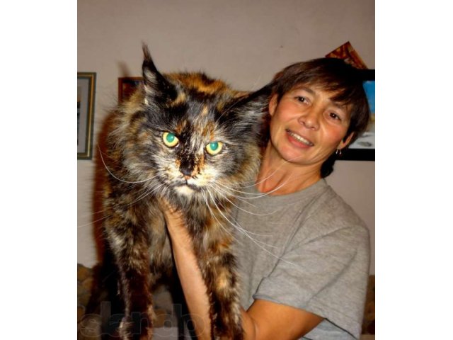 Котята мейн-куна от чемпионов породы,питомник azov star cat в городе Темрюк, фото 5, Краснодарский край
