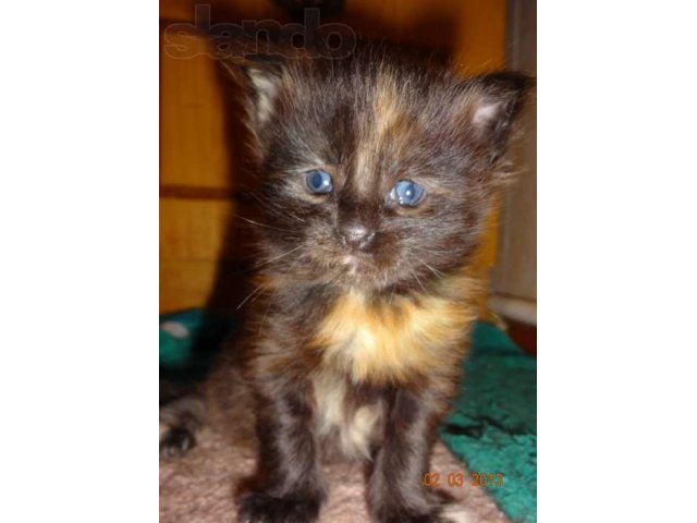 Котята мейн-куна от чемпионов породы,питомник azov star cat в городе Темрюк, фото 6, стоимость: 20 000 руб.