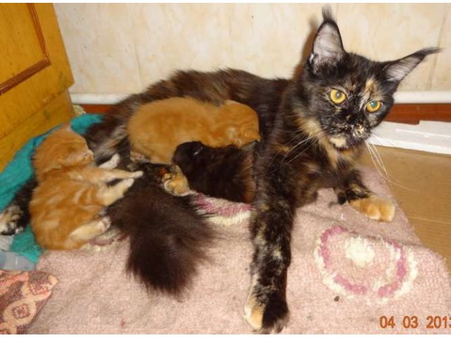Котята мейн-куна от чемпионов породы,питомник azov star cat в городе Темрюк, фото 7, Кошки