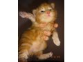 Котята мейн-куна от чемпионов породы,питомник azov star cat в городе Темрюк, фото 2, стоимость: 20 000 руб.