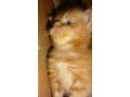 Котята мейн-куна от чемпионов породы,питомник azov star cat в городе Темрюк, фото 3, Кошки