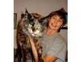 Котята мейн-куна от чемпионов породы,питомник azov star cat в городе Темрюк, фото 5, стоимость: 20 000 руб.