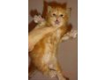 Котята мейн-куна от чемпионов породы,питомник azov star cat в городе Темрюк, фото 8, стоимость: 20 000 руб.