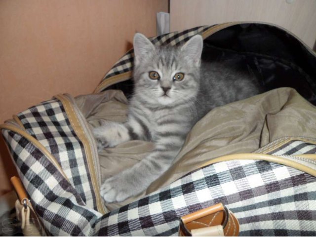 продам британского котенка в городе Усть-Илимск, фото 1, стоимость: 5 000 руб.