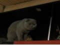 продажа чекастых плюшевых котят в городе Альметьевск, фото 1, Татарстан