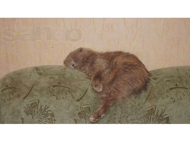 Кошка- шотландская вислоухая ищет любящего хозяина! в городе Набережные Челны, фото 2, Татарстан