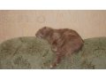 Кошка- шотландская вислоухая ищет любящего хозяина! в городе Набережные Челны, фото 2, стоимость: 0 руб.
